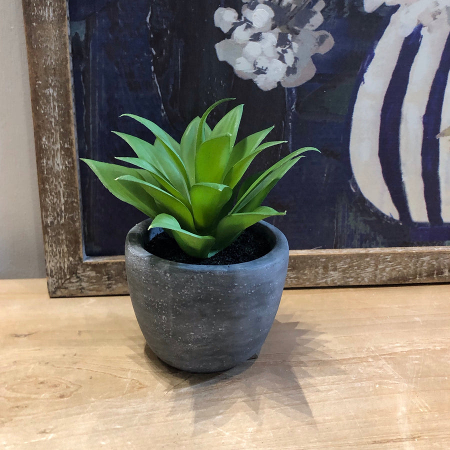 Small Succulent in Cement Pot 4"