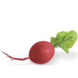 Red Radishes 3.5 in.