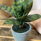 Potted Sansevieria 8x10
