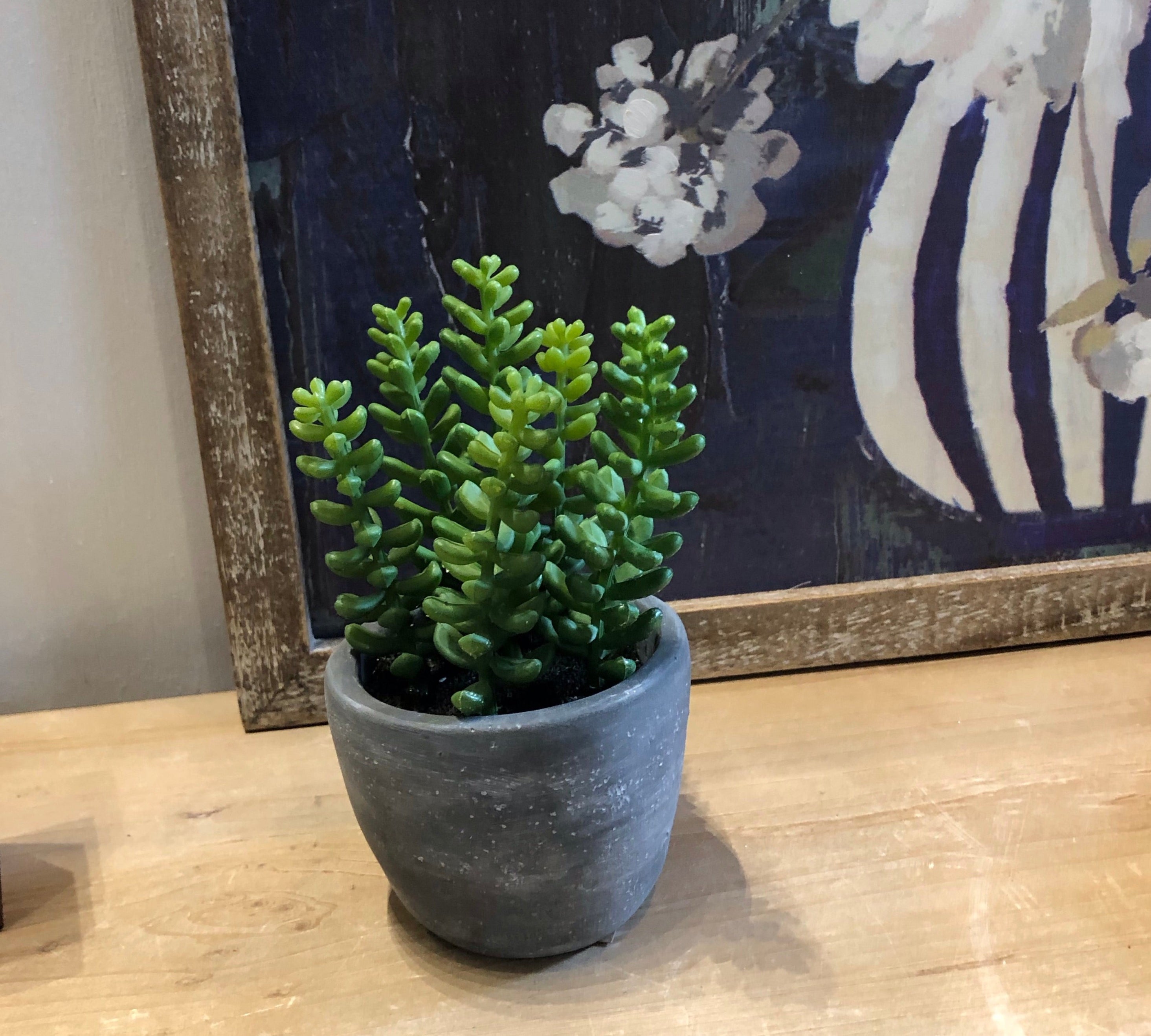 Small Succulent in Cement Pot 4"