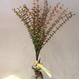 Orange Tones Oregano Bundle 20 in.