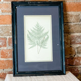 Framed Fern Print 13.5x19.5"