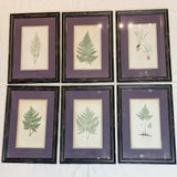 Framed Fern Print 13.5x19.5"
