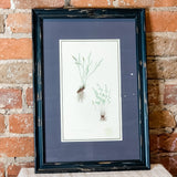 Framed Fern Print 13.5x19.5"