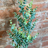 Soft Green Eucalyptus Stem 26in