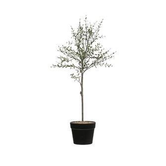 Faux Thyme Topiary in Pot 29” - MarketPlaceManning