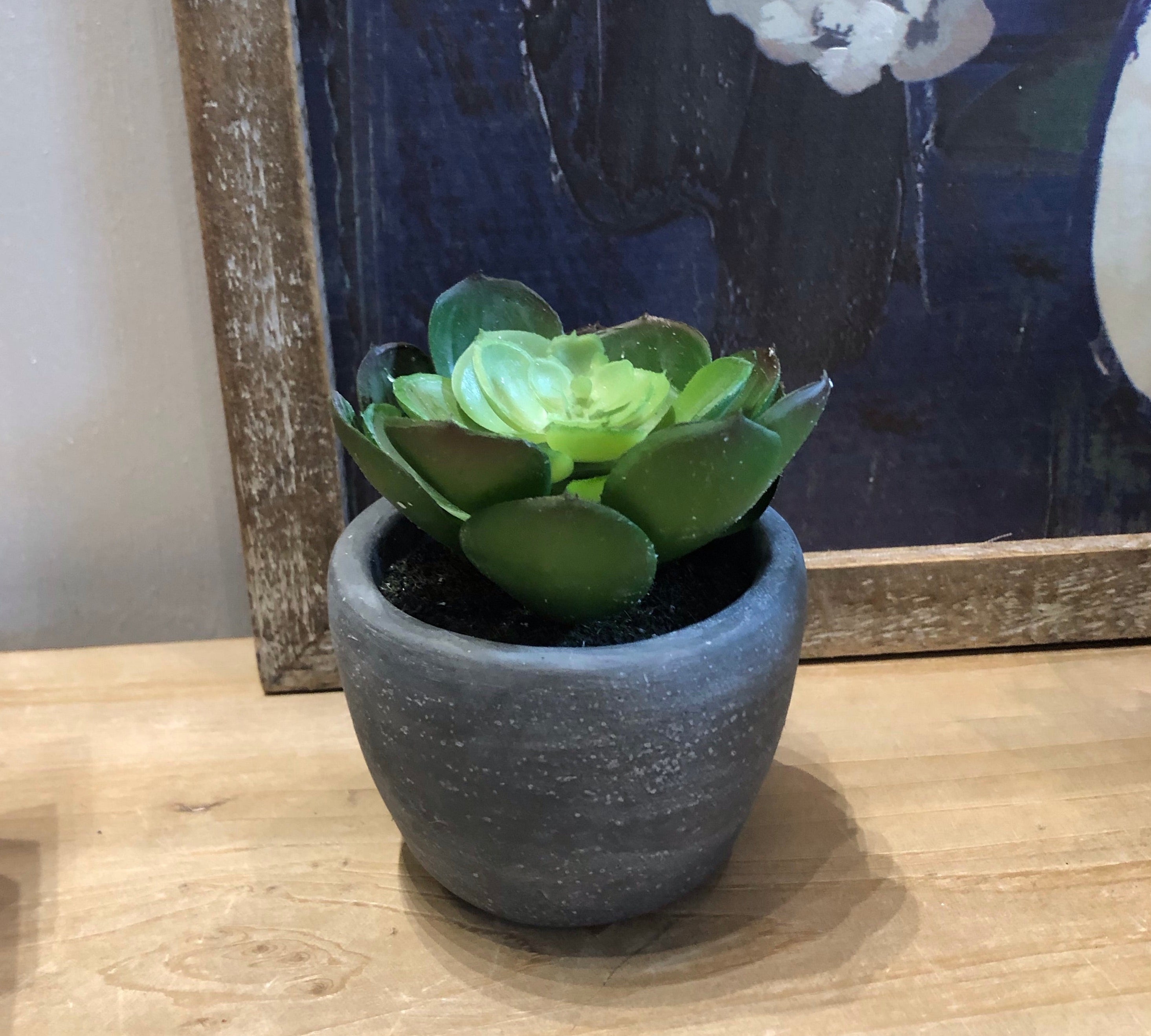 Small Succulent in Cement Pot 4"