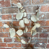 Tan Eucalyptus Stem 38"