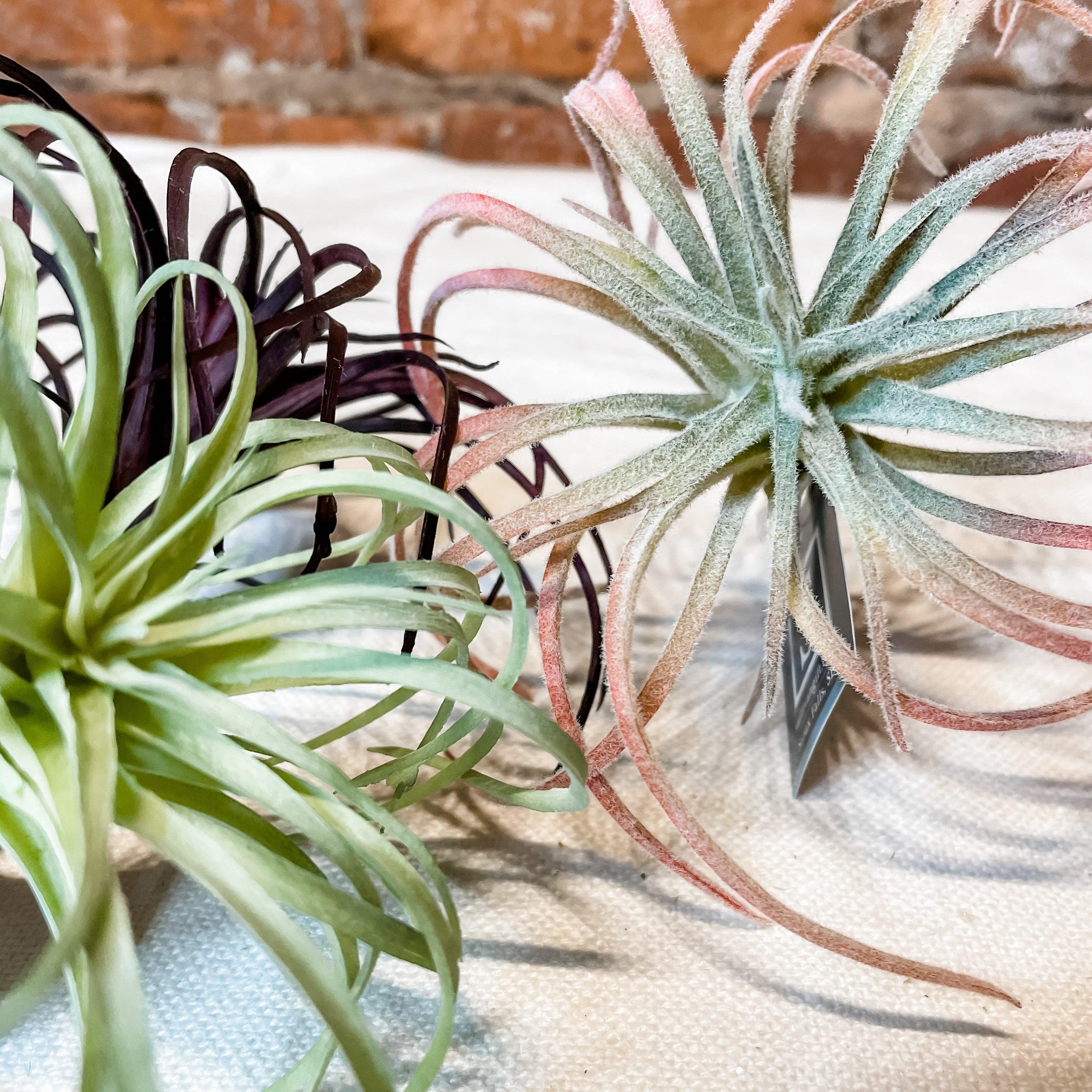 Air Plant 5" - MarketPlaceManning