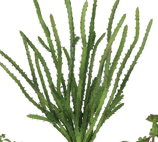 Green Succulent Pick
