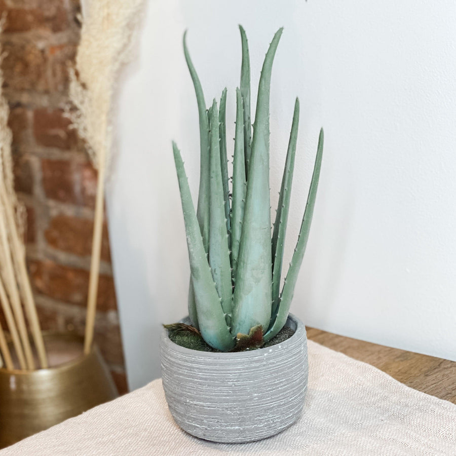 Aloe in Grey Textured Cement Pot 13 In. - MarketPlaceManning