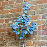 Powdered Purple Eucalyptus Spray 40"
