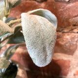 Lamb's Ear in White Ribbed Ceramic Pot 11"