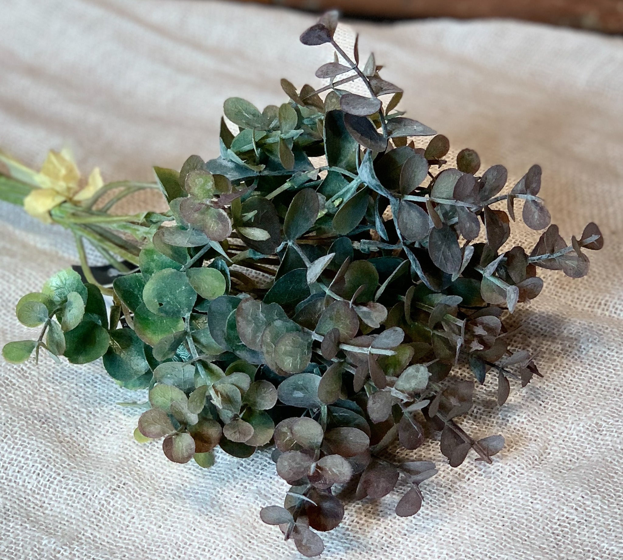 Eucalyptus Bundle 15”