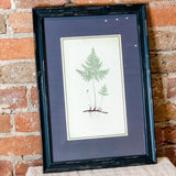 Framed Fern Print 13.5x19.5"