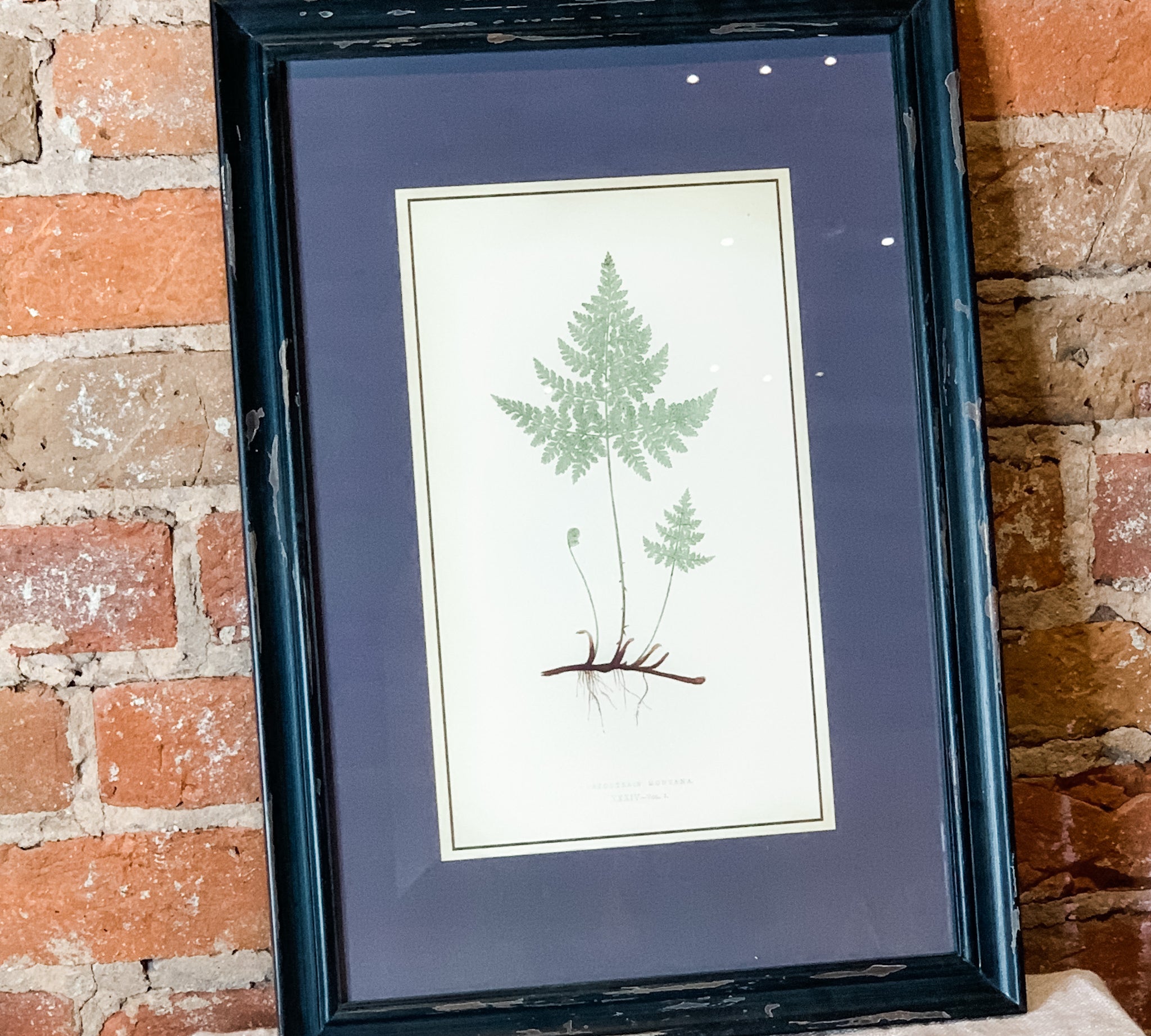 Framed Fern Print 13.5x19.5"