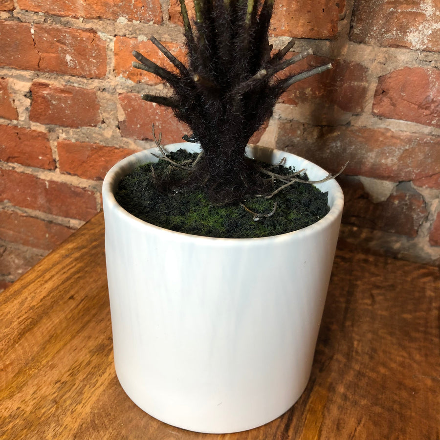 Date Palm in White Ceramic Pot 23.5"