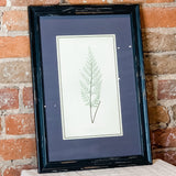 Framed Fern Print 13.5x19.5"