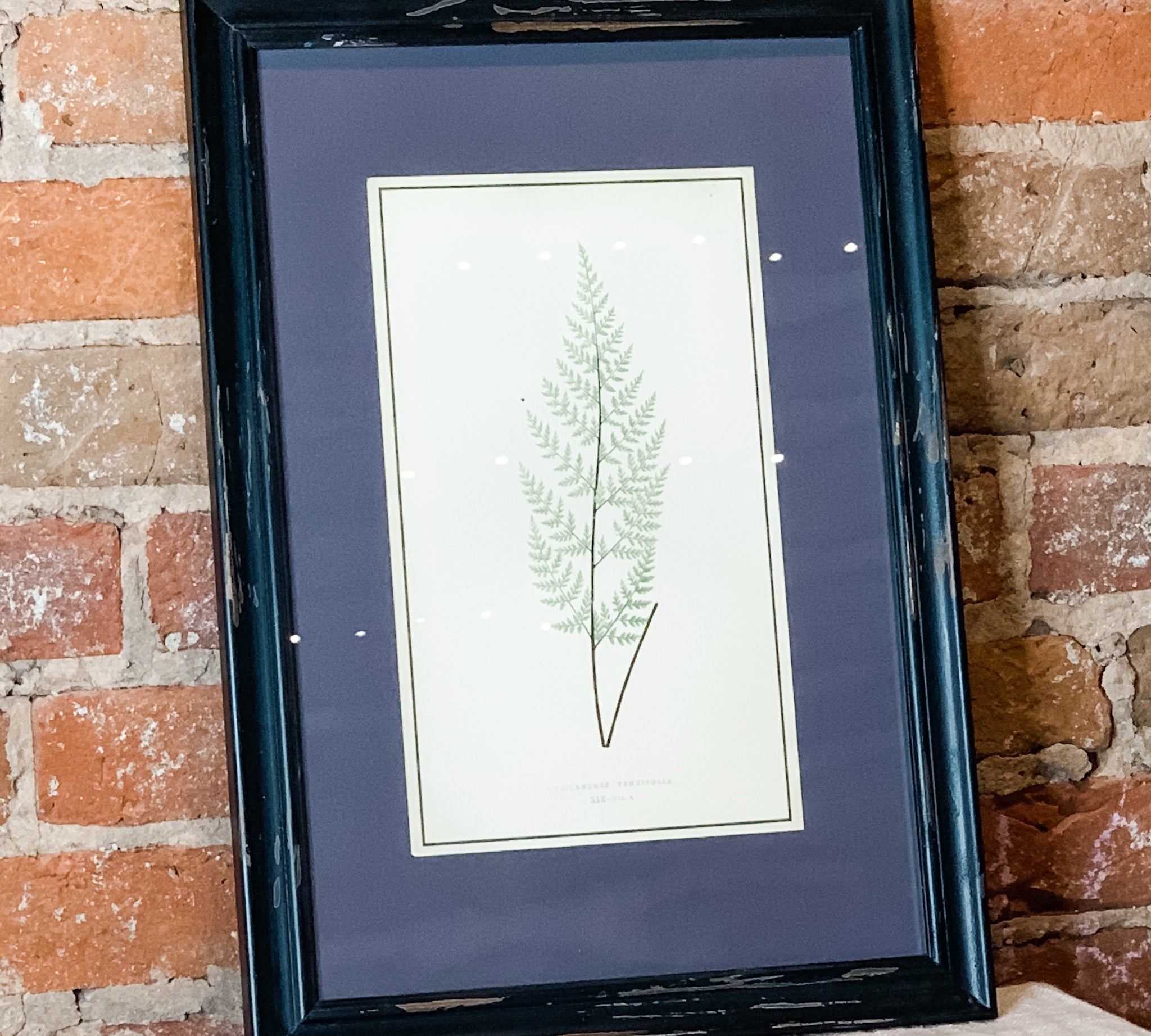 Framed Fern Print 13.5x19.5"