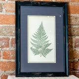 Framed Fern Print 13.5x19.5"