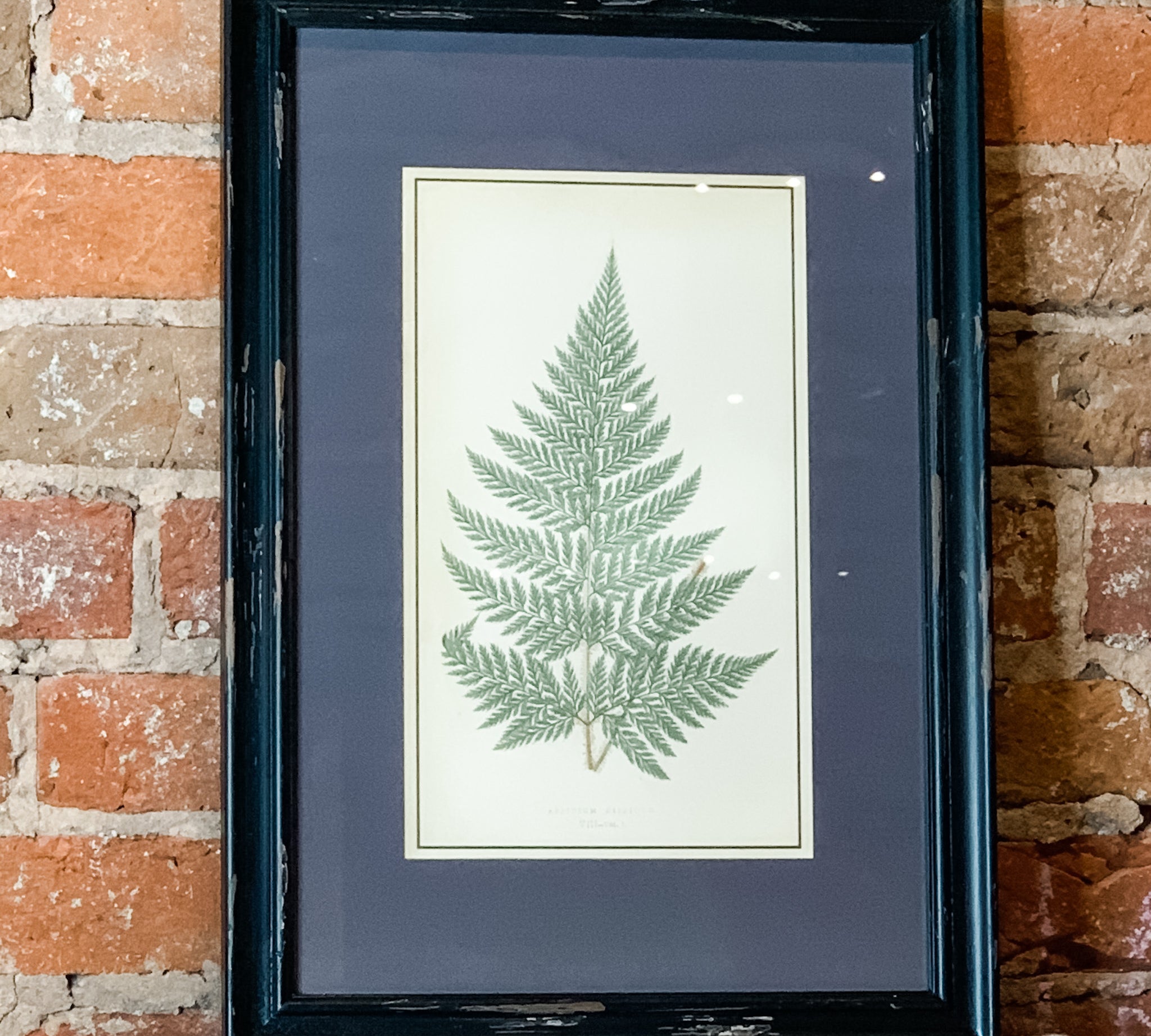 Framed Fern Print 13.5x19.5"