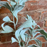 Lambs Ear Stem 20"