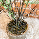 Fern in Ceramic Pot 28"