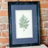 Framed Fern Print 13.5x19.5"