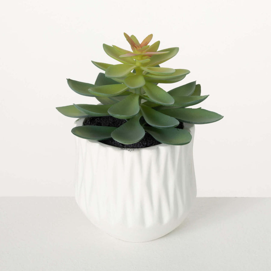 Potted Succulent 7 in.